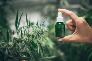 CBD hemp oil, Hand holding bottle of Cannabis oil