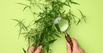 Female Hands Are Holding A Hemp Bush And A Wooden Magnifying Gla