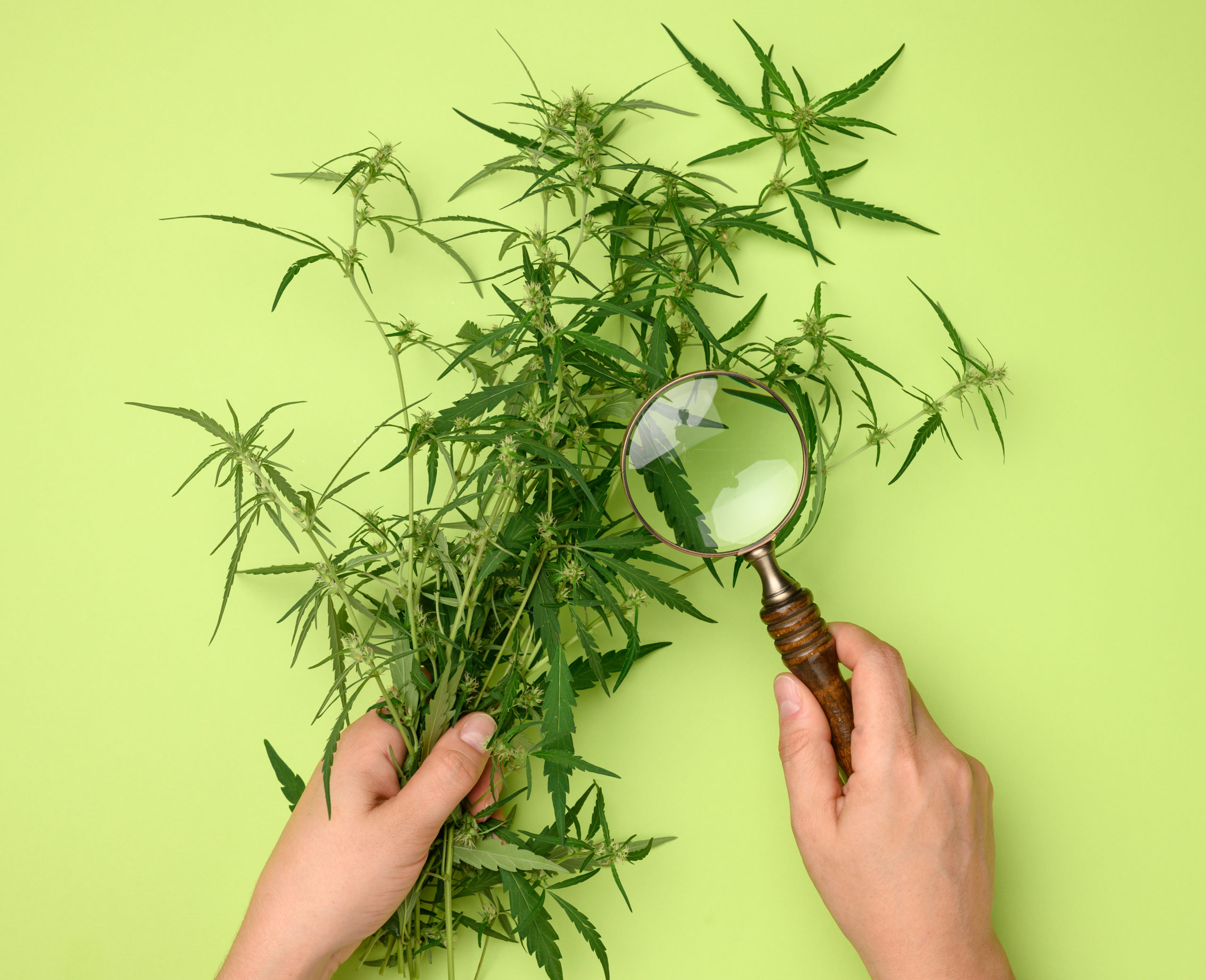 Female Hands Are Holding A Hemp Bush And A Wooden Magnifying Gla
